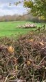 Parks Trust release video showing sheep being attacked by dog in  Campbell Park, Milton Keynes.