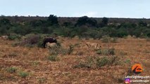 Buffaloes Try Saving Buffalo From Hunting Lions