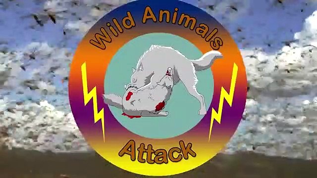 Buffaloes Try to Save a Warthog from a Lions - Wild Animal Attacks