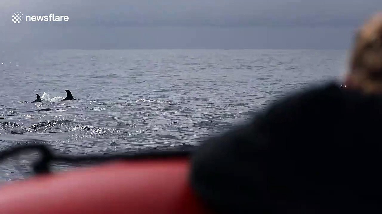 Bottlenose dolphins breach from the water to incredible heights