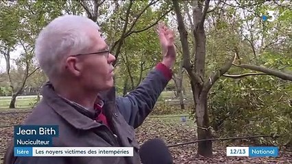 Isère : les noyers victimes des intempéries