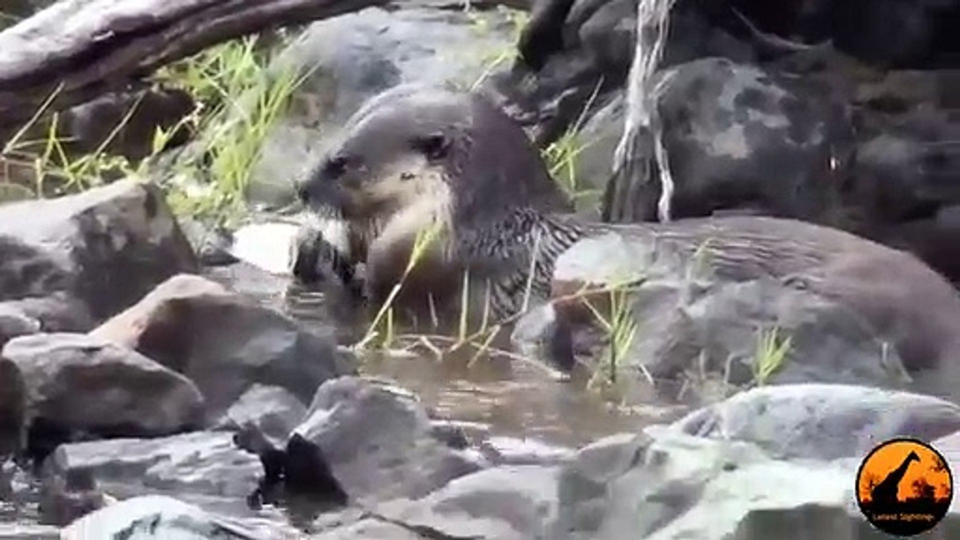 ⁣Cape-Clawless Otters Fishing in the Sabie River - Latest Wildlife Sightings