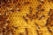 ¿Qué pasaría si no existiesen las abejas?