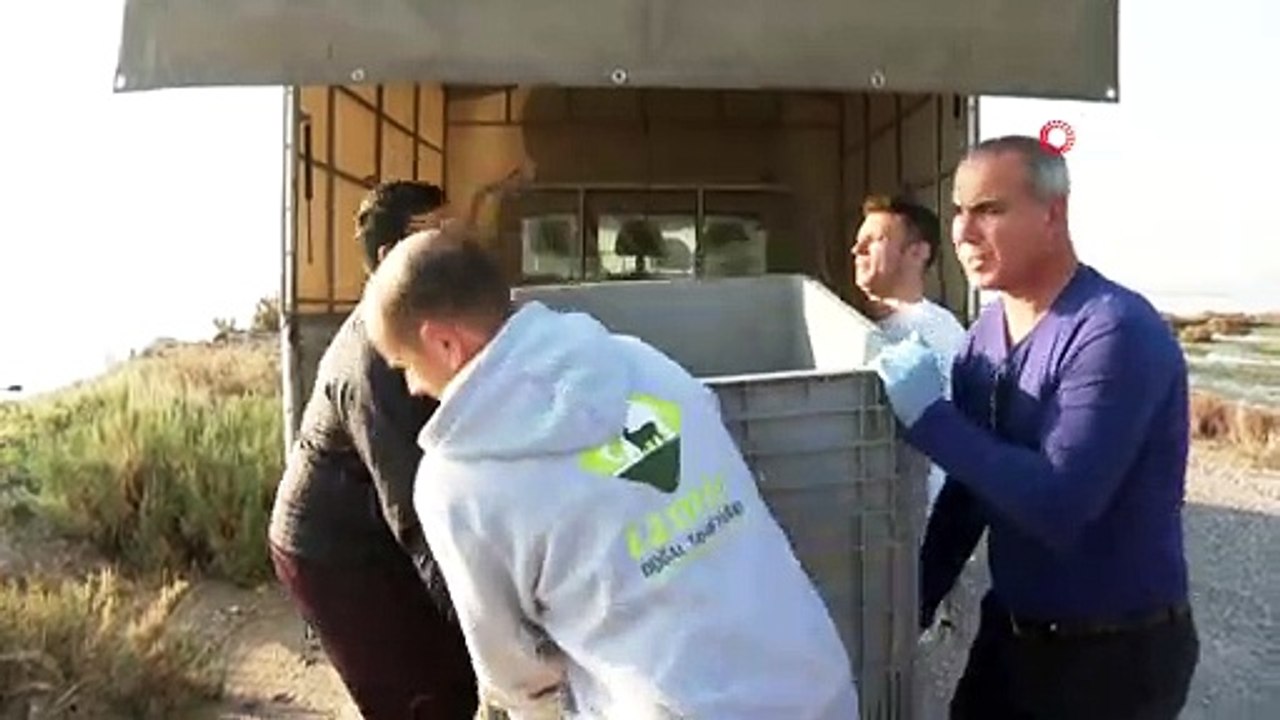 Ağlara takılan caretta caretta kurtarıldı, tedavisinin ardından denize bırakıldı