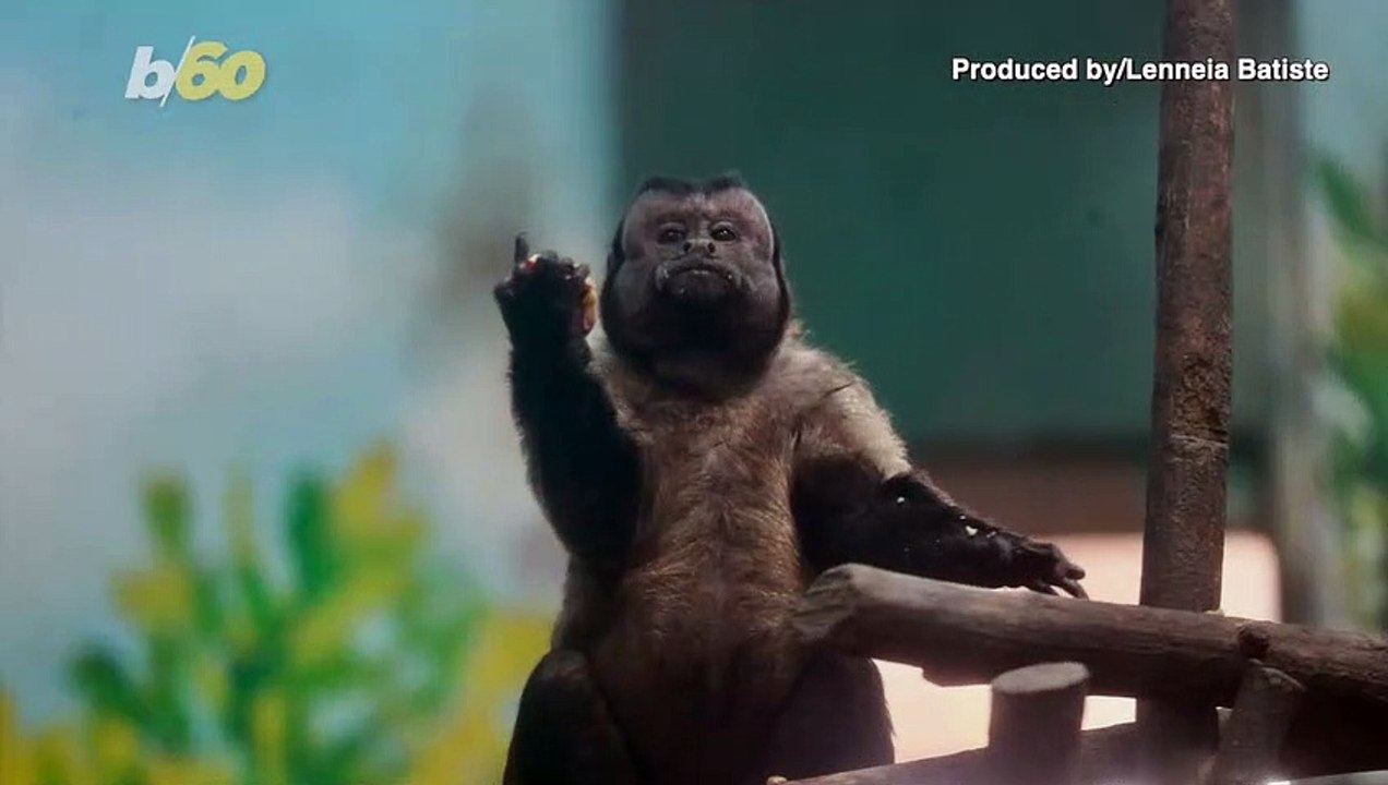 Looking for Love!  Why This Monkey with a Human-Like Face Has Been Single for 19 Years!