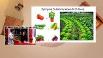 Huertos urbanos | Asociación de plantas en el huerto - Nex Panamá