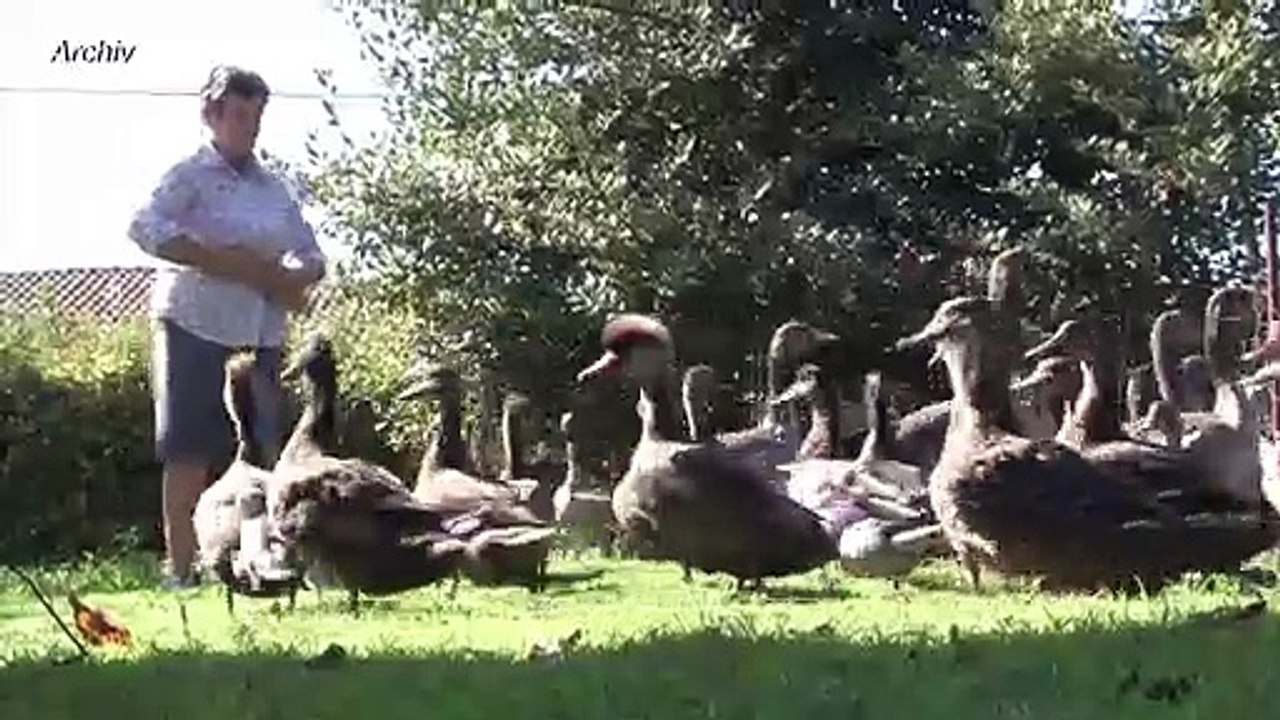 Gericht: laute enten und gänse dürfen weiter schnattern