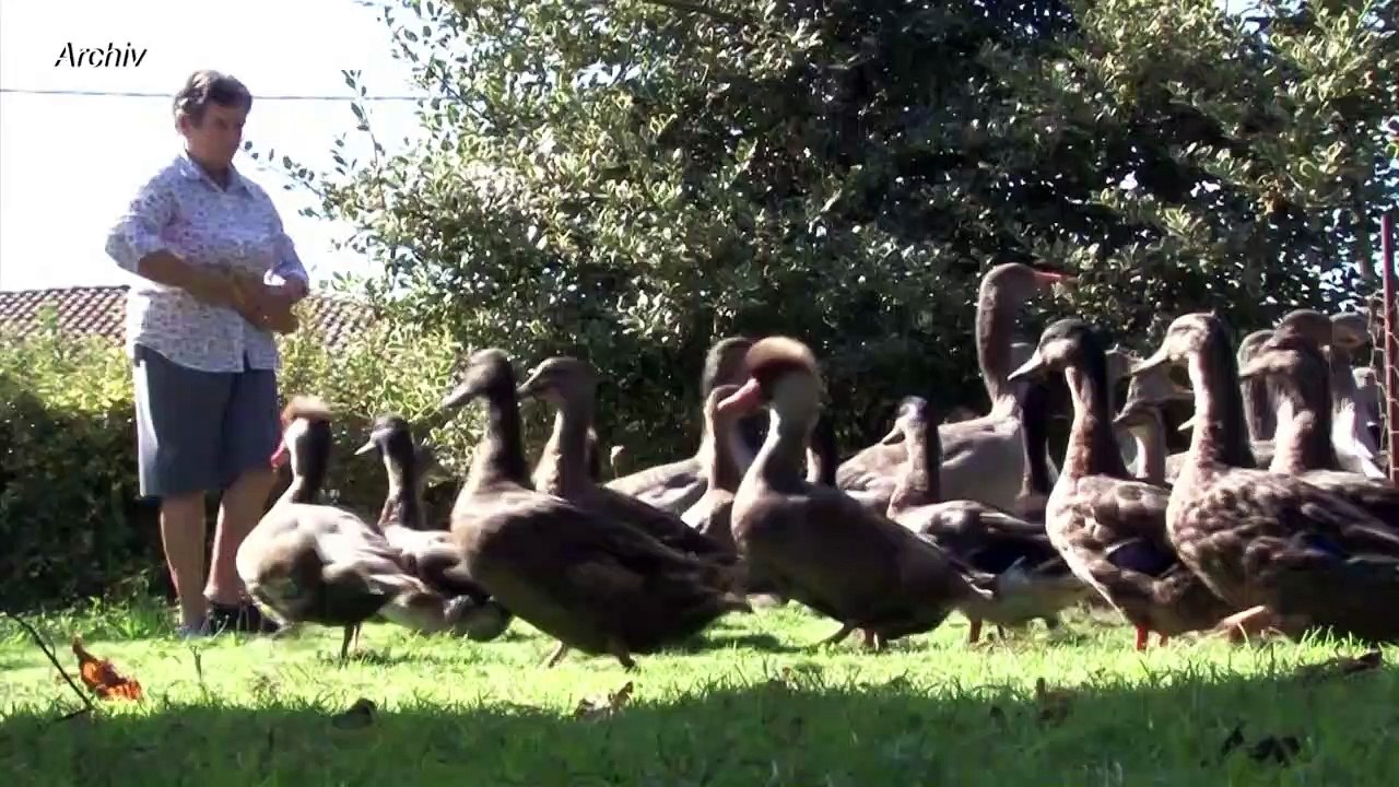 Gericht: Laute Enten und Gänse dürfen weiter schnattern