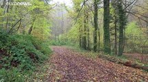 كلاب تقتل امرأة حاملا أثناء تنزهها في غابة شمال فرنسا