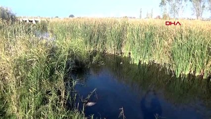 Çanakkale çaydaki balık ölümleri köylüleri tedirgin etti