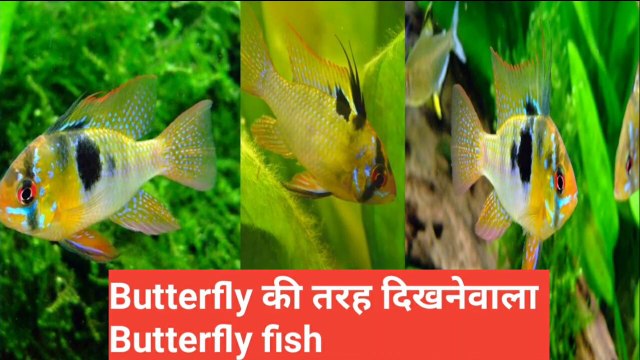 Butterfly की तरह दिखने वाली Butterfly fish by discovery24 network