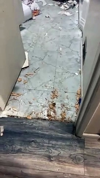 Dog Absolutely Destroys Bathroom