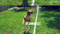 TRY NOT TO LAUGH - Funny Cats Water Fails Video 2019 - Don't Bathe The Cats