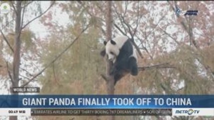Giant Panda Finally Took off to China