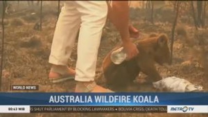 Australia Wildfire Koala