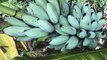BLUE JAVA BANANAS! There are blue bananas that taste like vanilla ice cream and you can buy them in Arizona - ABC15 Digital