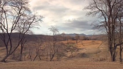 Bosques "muertos" de Ecuador están en la lucha por la supervivencia