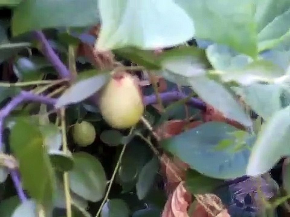 Coco Jujube Fruit is ripening