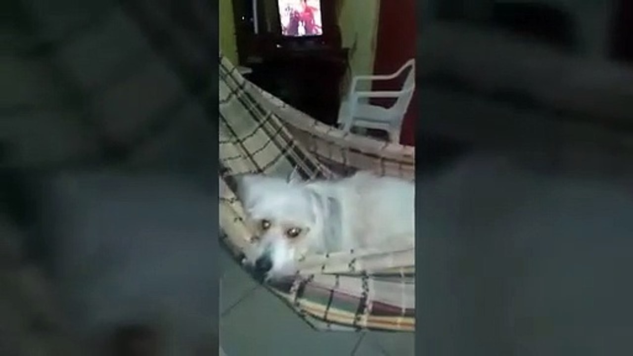 VAMOS COLOCAR DOBBY PARA DORMI ELE ADORA REDE (AJUDE DOBBY )