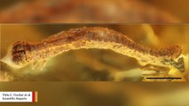 Scientists Find 44-Million-Year-Old Caterpillar Preserved In Amber