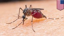 Deadly mosquito brain-infecting virus claims 6th victim in Michigan