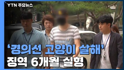 '경의선 고양이 살해' 이례적 실형...동물보호법 위반 경종 / YTN