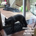 This grey fox has found his forever family  - Naturee Wildlife