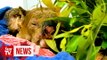 Scorched koala reunited with Australian rescuer