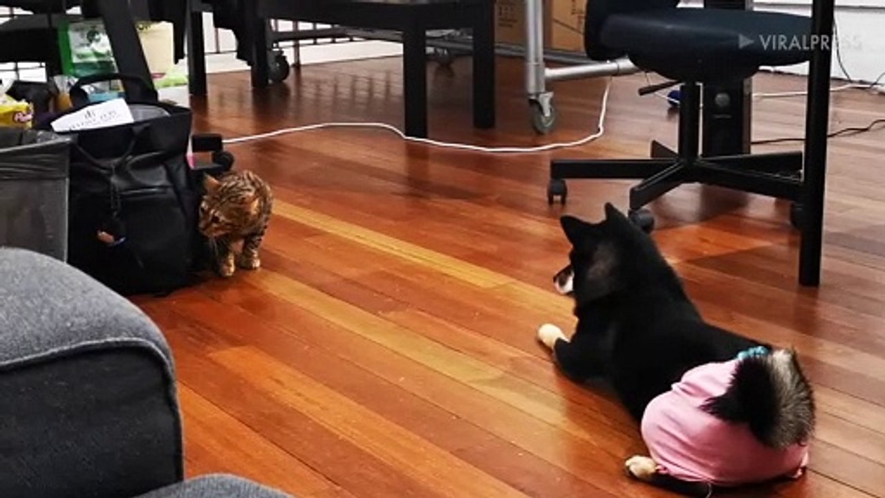 Guard Dog Stops Cat From Stealing From Bag