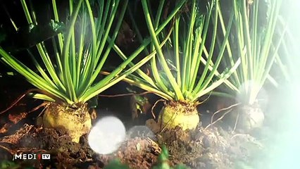 يوميات الفلاح - 21/11/2019