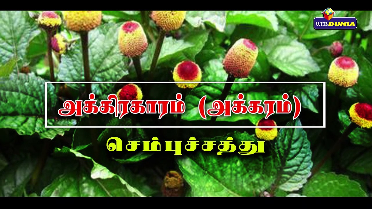 சில பயன்தரும் சத்துக்களை கொண்ட தாவரங்கள்!!