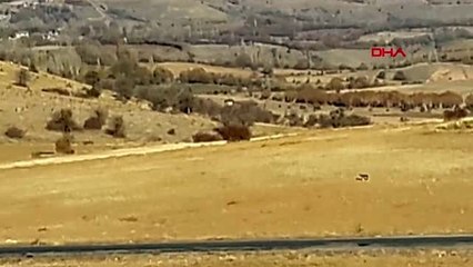 Sivas gündüz vakti ilçe merkezine inen kurt, kamerada