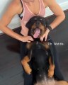 Massage : la tête de ce chien qui kiffe à fond !