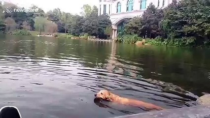 Un cygne attaque un chien dans un lac