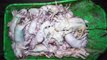Finistère : nouvelle vidéo choc de L214 sur un élevage intensif de cochons