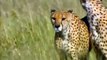 Cheetah attack and eating baby Impala Giving Birth   Animals Fight Powerful Cheetah vs Impala