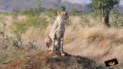 Cheetah Calling 27 May 2019 Latest Sightings
