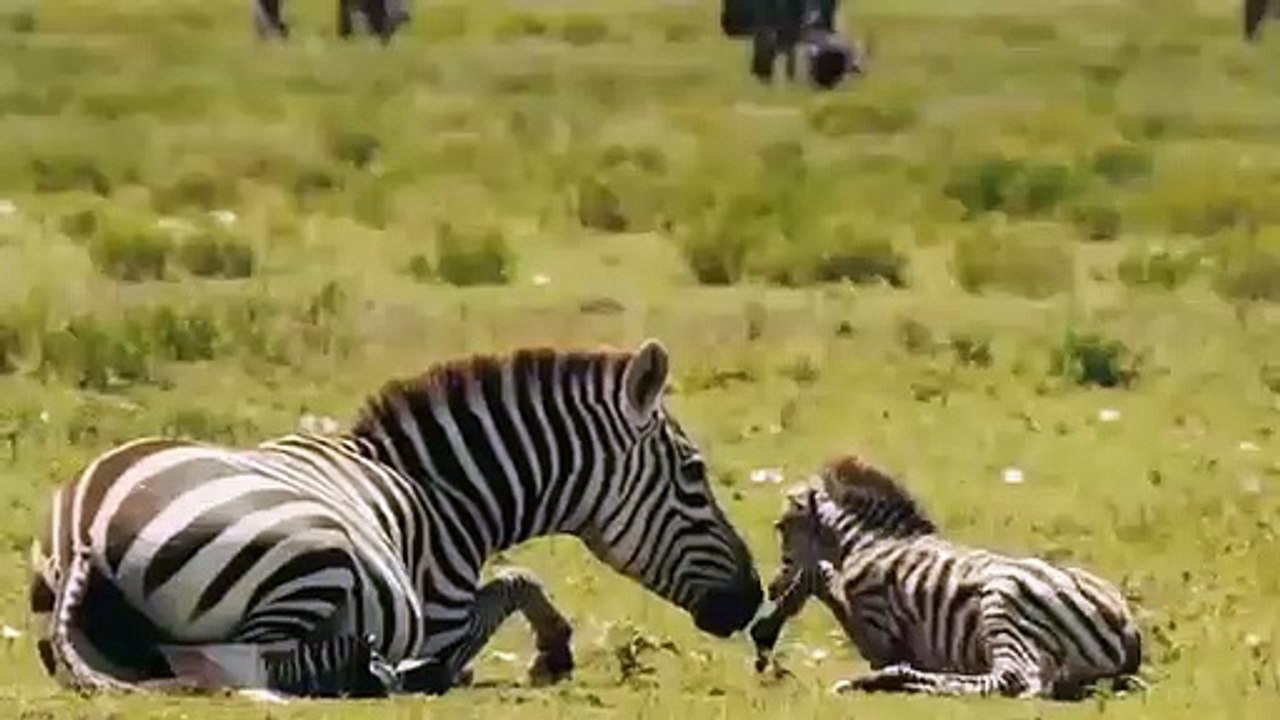 Cheetah vs Antelope Real Fight   Epic Battle Leopard and Antelope - Most Amazing Attack of Animal