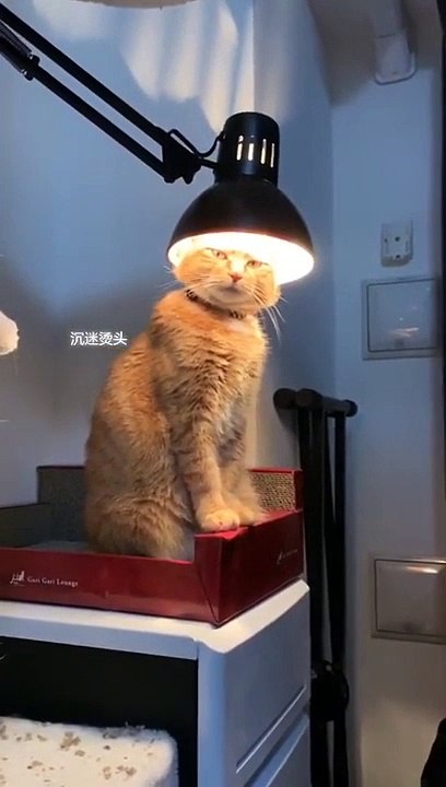 Un chat se chauffe la tête sous une lampe