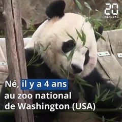 Le panda Bei Bei s'est envolé pour la Chine