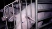 Elevage de cochons dans le Finistère: L214 dénonce le traitement des animaux dans une vidéo choc