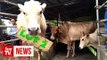 Two men spend RM13,000 to save auctioned animals