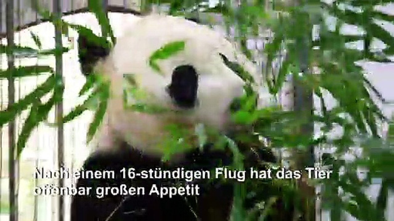 US-Panda Bei Bei findet China bärenstark