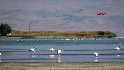 Erciş'te kuş gözlem istasyonu kurulacak