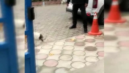 Polisler gittiği için üzülen köpek, yeni karakola ekip otosuyla götürüldü