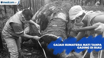 Gajah Sumatera Ditemukan Mati Tanpa Gading di Riau