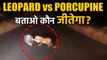 Leopard और Porcupine की  fighting काVideo,viral,उसके बाद जो हुआ...देखें | वनइंडिया हिंदी