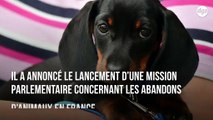Pour combattre l'abandon d'animaux de compagnie, le ministre de l'agriculture annonce des mesures