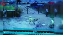 Köpeğin saldırdığı bekçiyi, başka bir köpek kurtardı