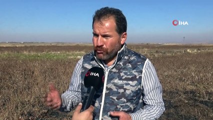 - Diyarbakır’da buğday ekim mesaisi sürüyor